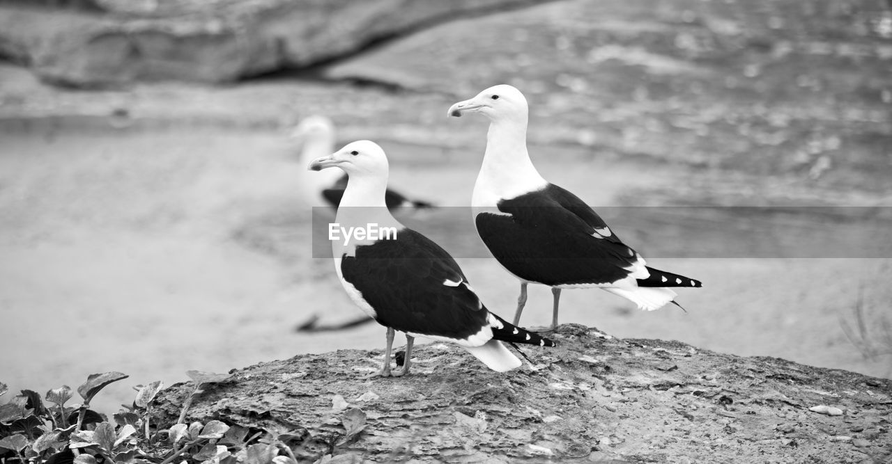 SEAGULL PERCHING ON ROCK