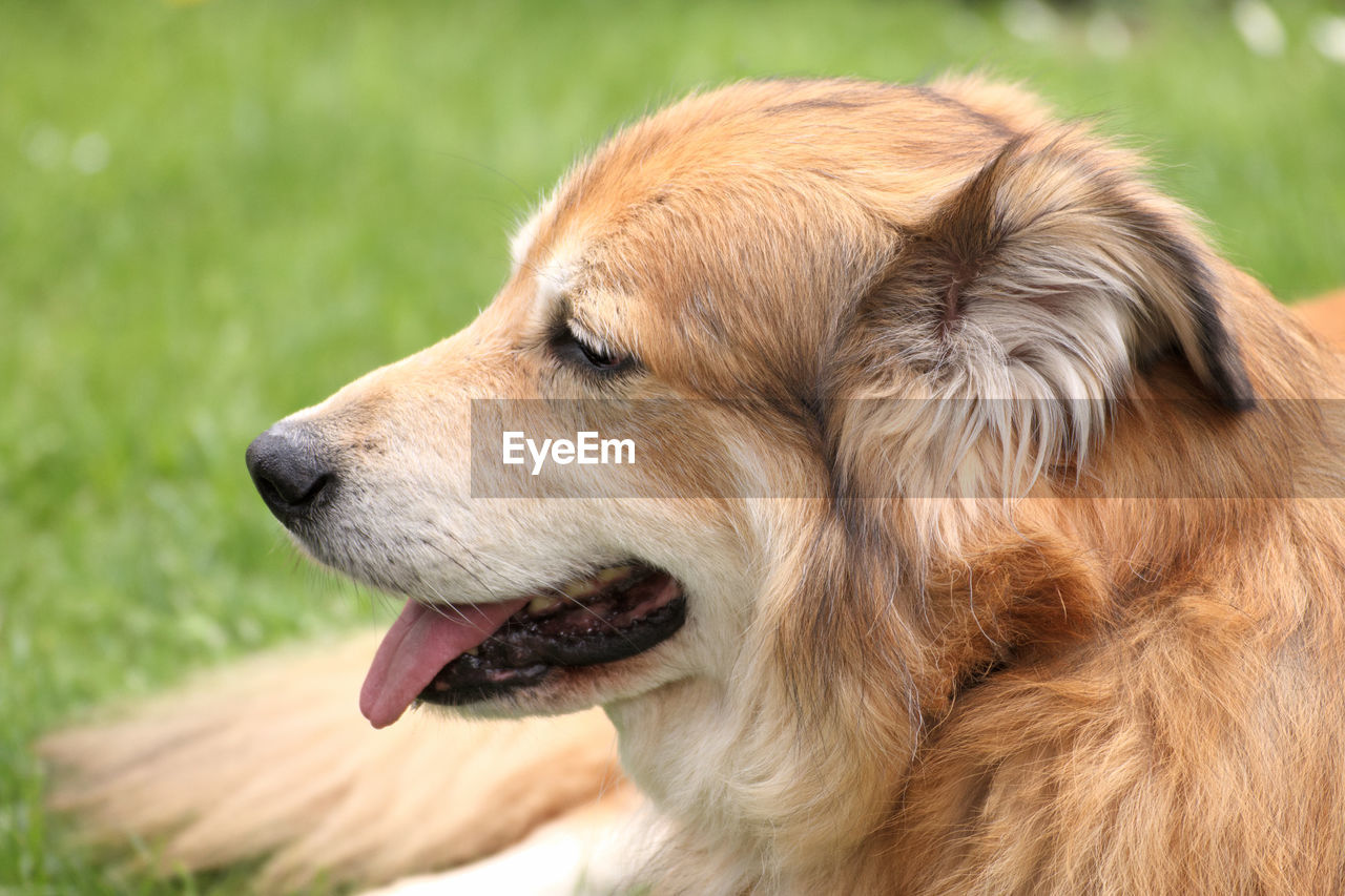 CLOSE-UP OF DOG ON FIELD