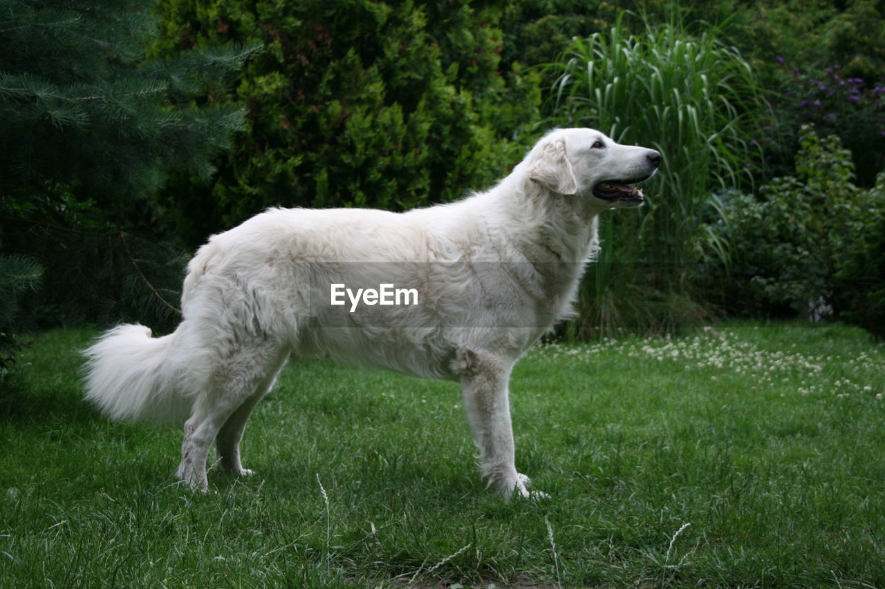 Side view of white dog standing on field