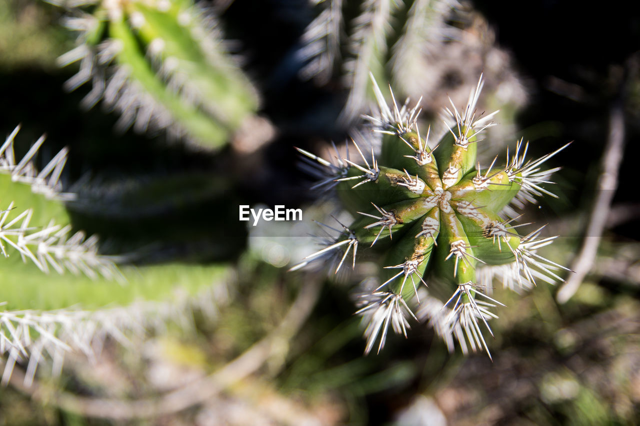 CLOSE-UP OF PLANT