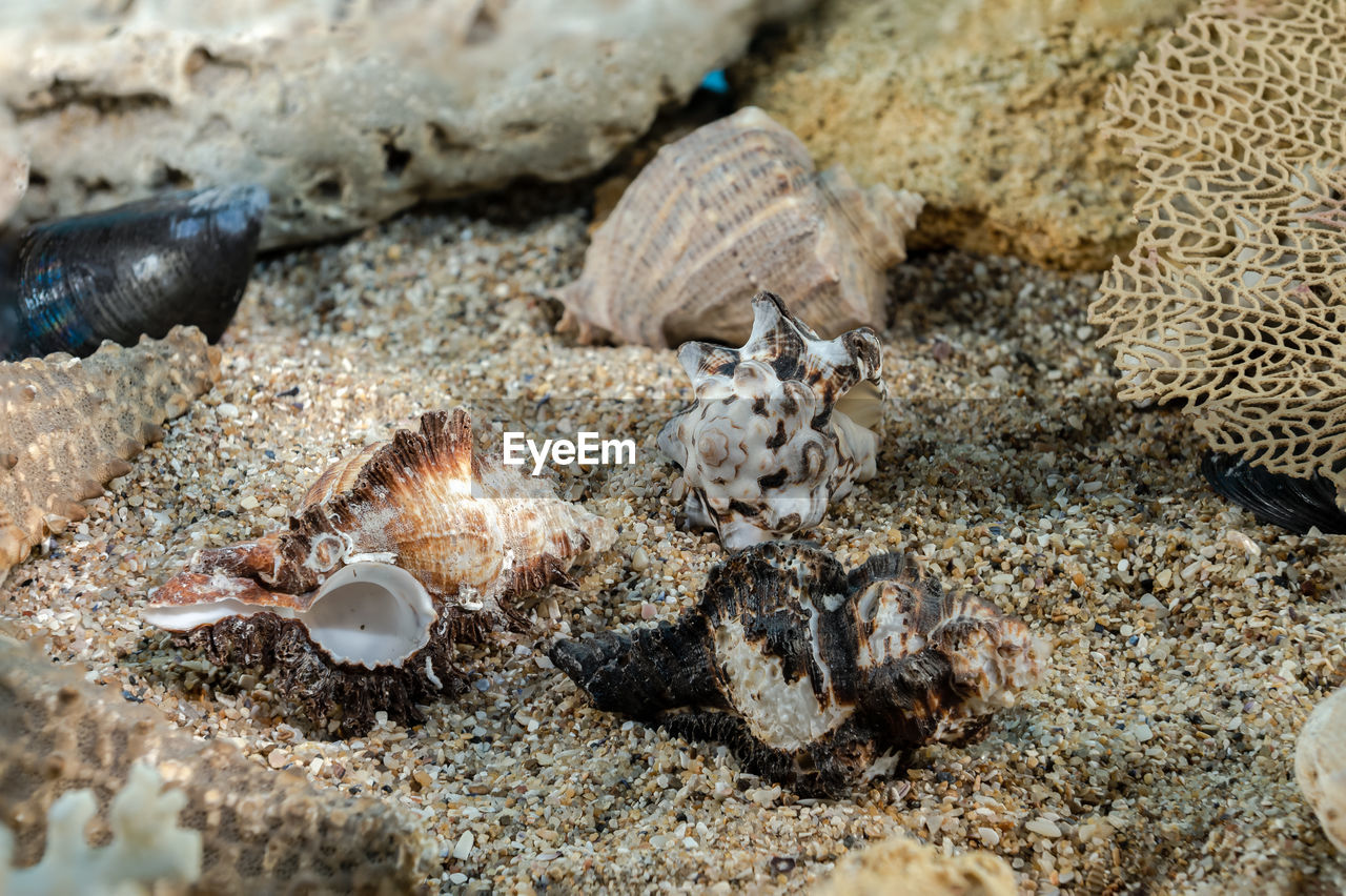 wildlife, land, beach, animal wildlife, close-up, macro photography, nature, sand, shell, animal, animal themes, no people, sea, day, marine biology, seashell, outdoors, sea life, water, high angle view, group of animals