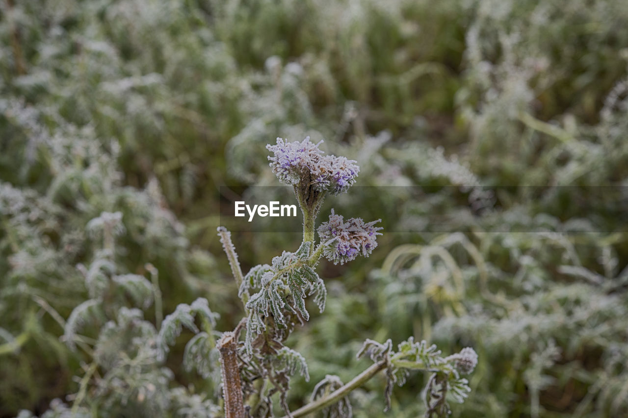 Close-up of purple flower on snow covered land