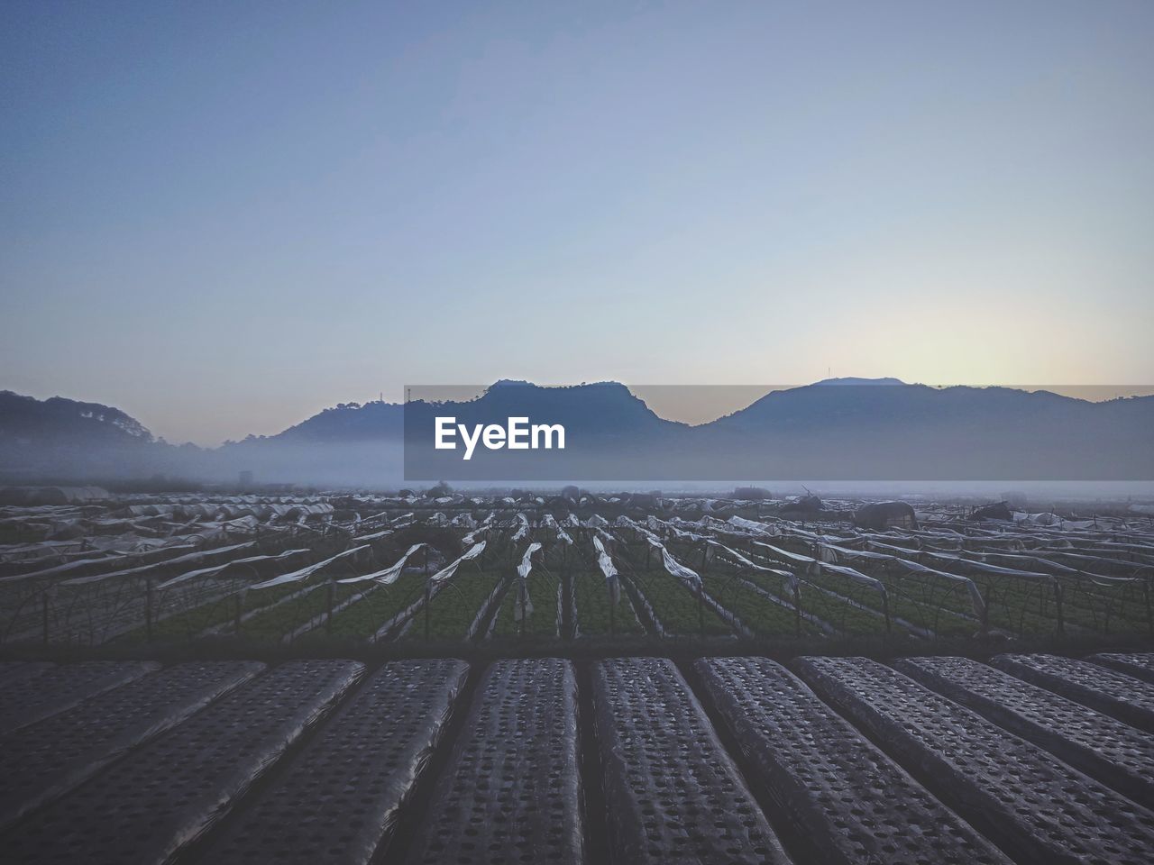 Scenic view of agricultural field against clear sky