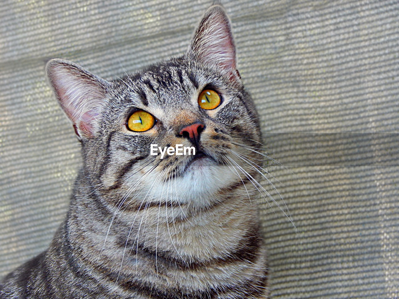 PORTRAIT OF CAT LOOKING UP