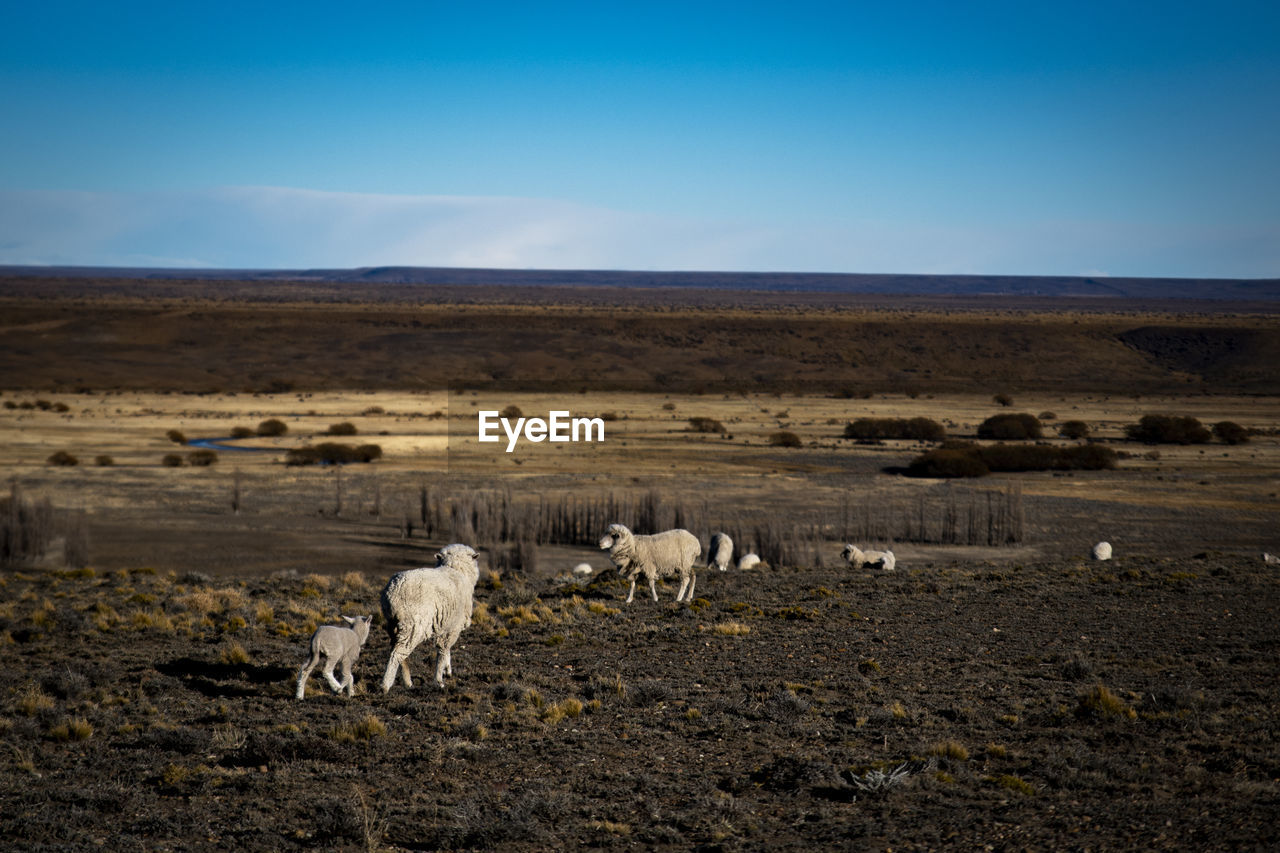 View of sheep on landscape in patagonia 