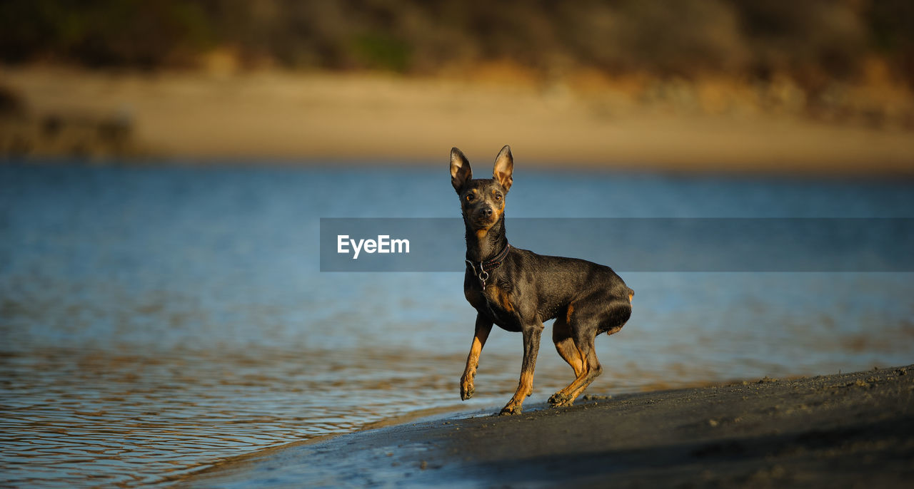 Dog on riverbank 