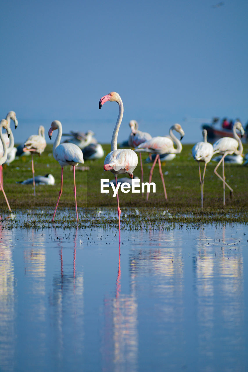 Flock of flamingo birds in lake