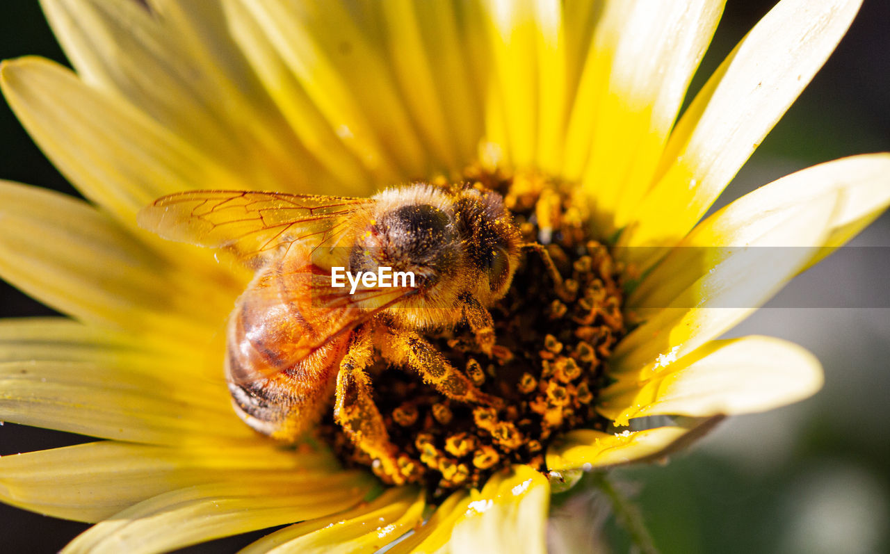 Honey bee collecting pollen on a yellow flower in spring