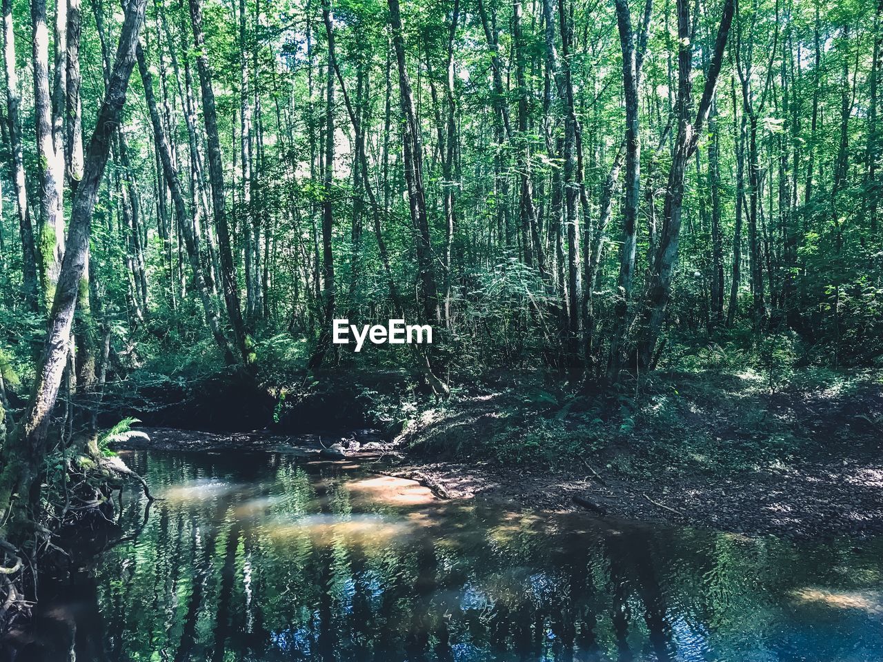 PLANTS GROWING IN FOREST