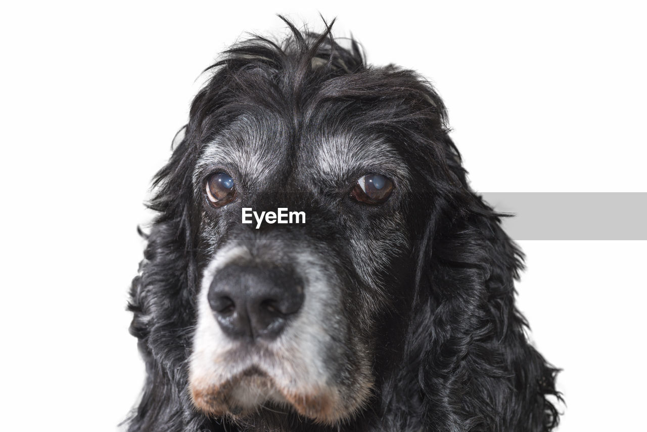 Close-up portrait of dog against white background