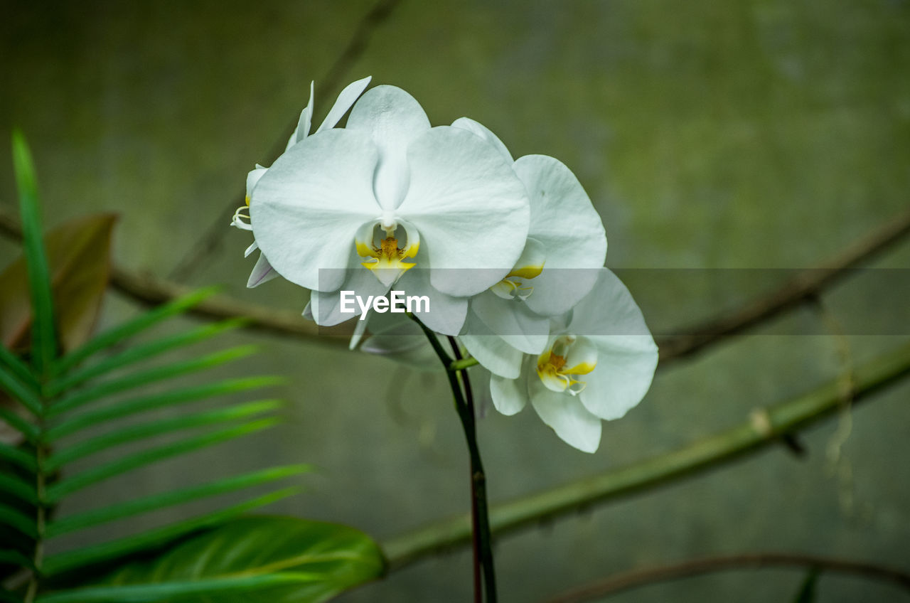 CLOSE-UP OF WHITE FLOWERING PLANT AGAINST BLURRED BACKGROUND