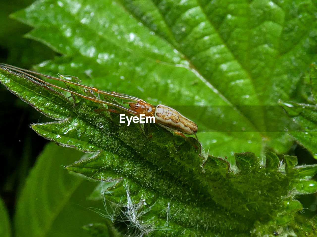 CLOSE-UP OF INSECT ON GREEN LEAF