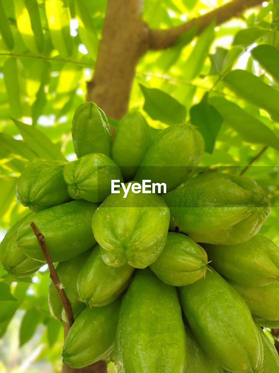 FULL FRAME SHOT OF FRESH GREEN FRUIT