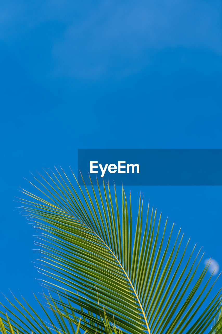 LOW ANGLE VIEW OF PALM TREE LEAVES AGAINST BLUE SKY