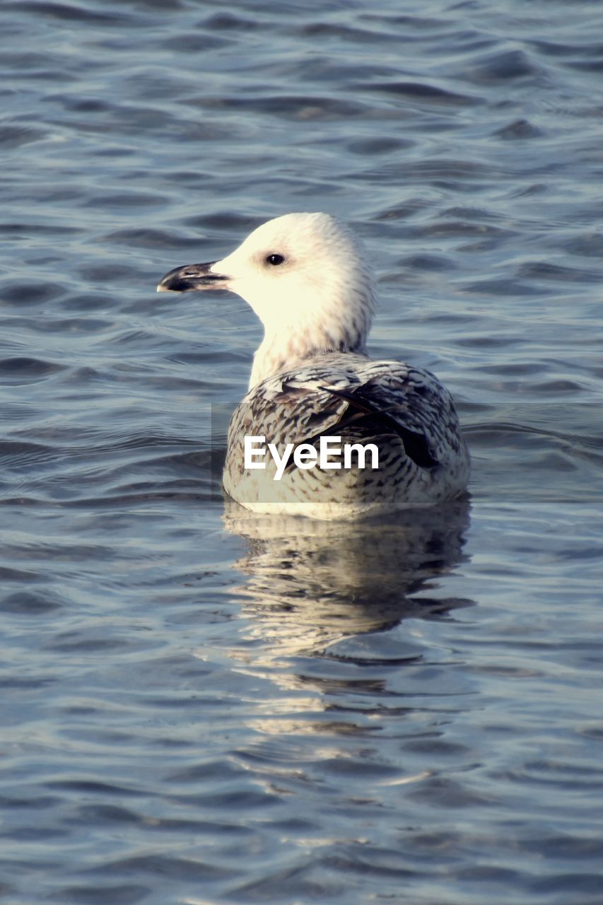 CLOSE-UP OF SEAGULL IN LAKE