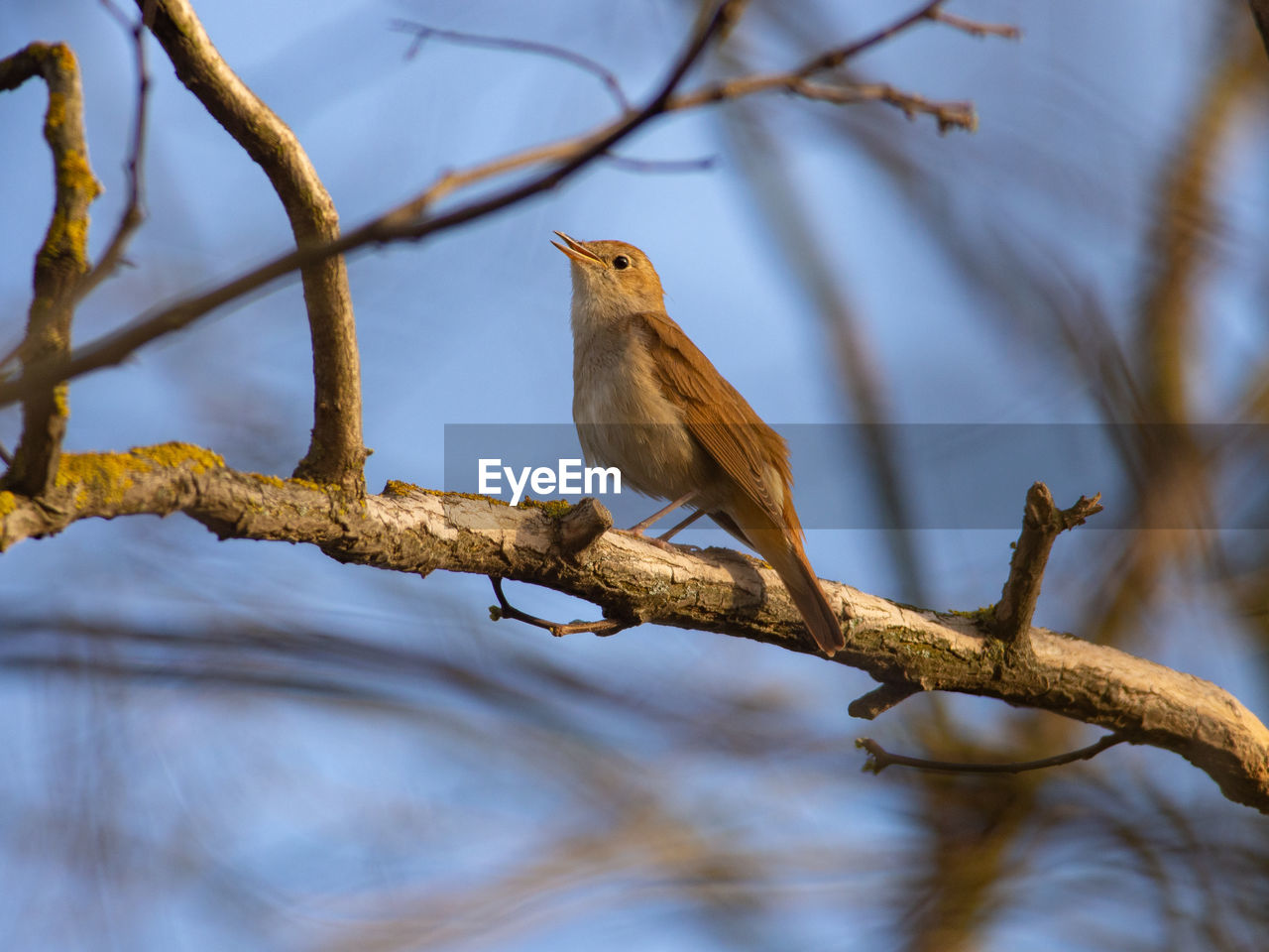 Nightingale - luscinia megarhynchos singing