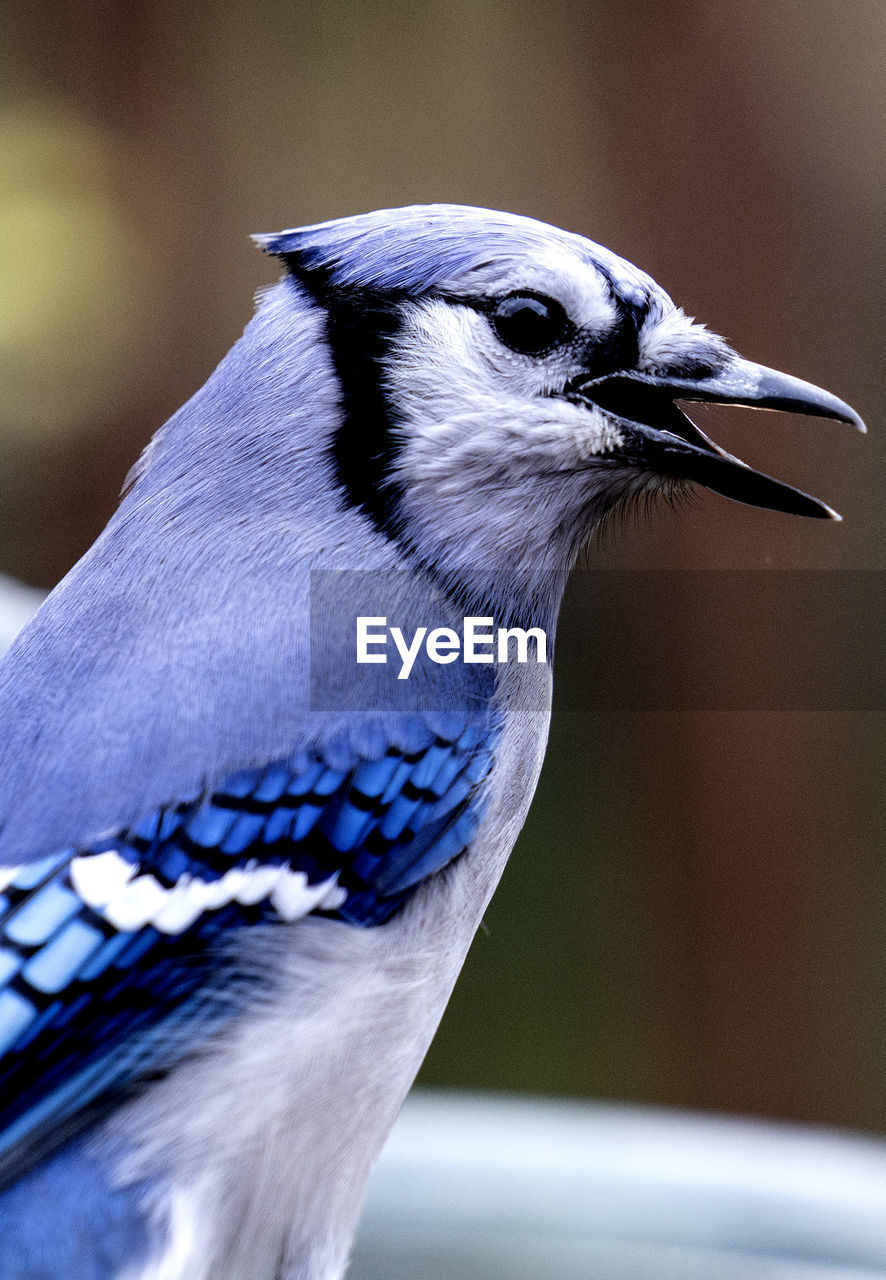 Bluejay perches on the rim of a fountain