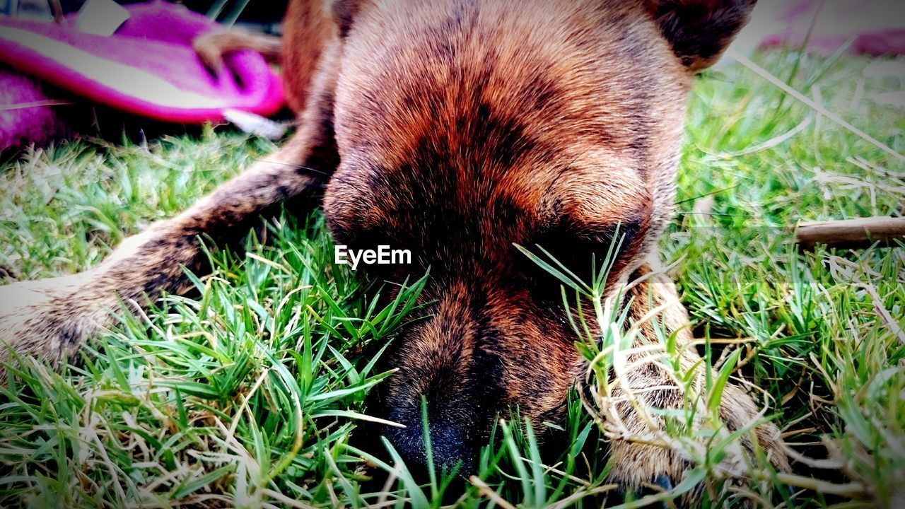 Close-up of dog sitting on grassy field
