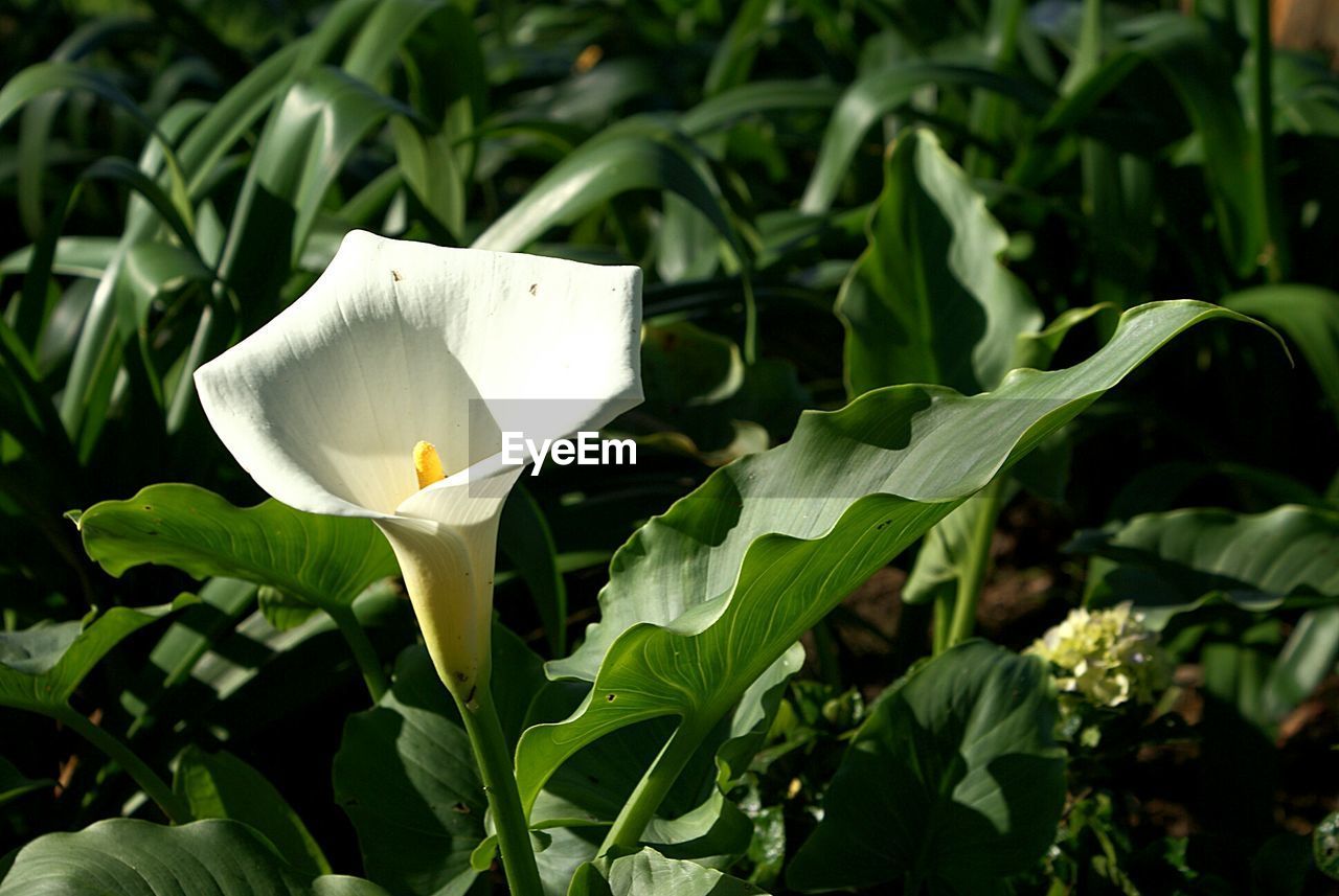 CLOSE-UP OF WHITE FLOWER GROWING OUTDOORS