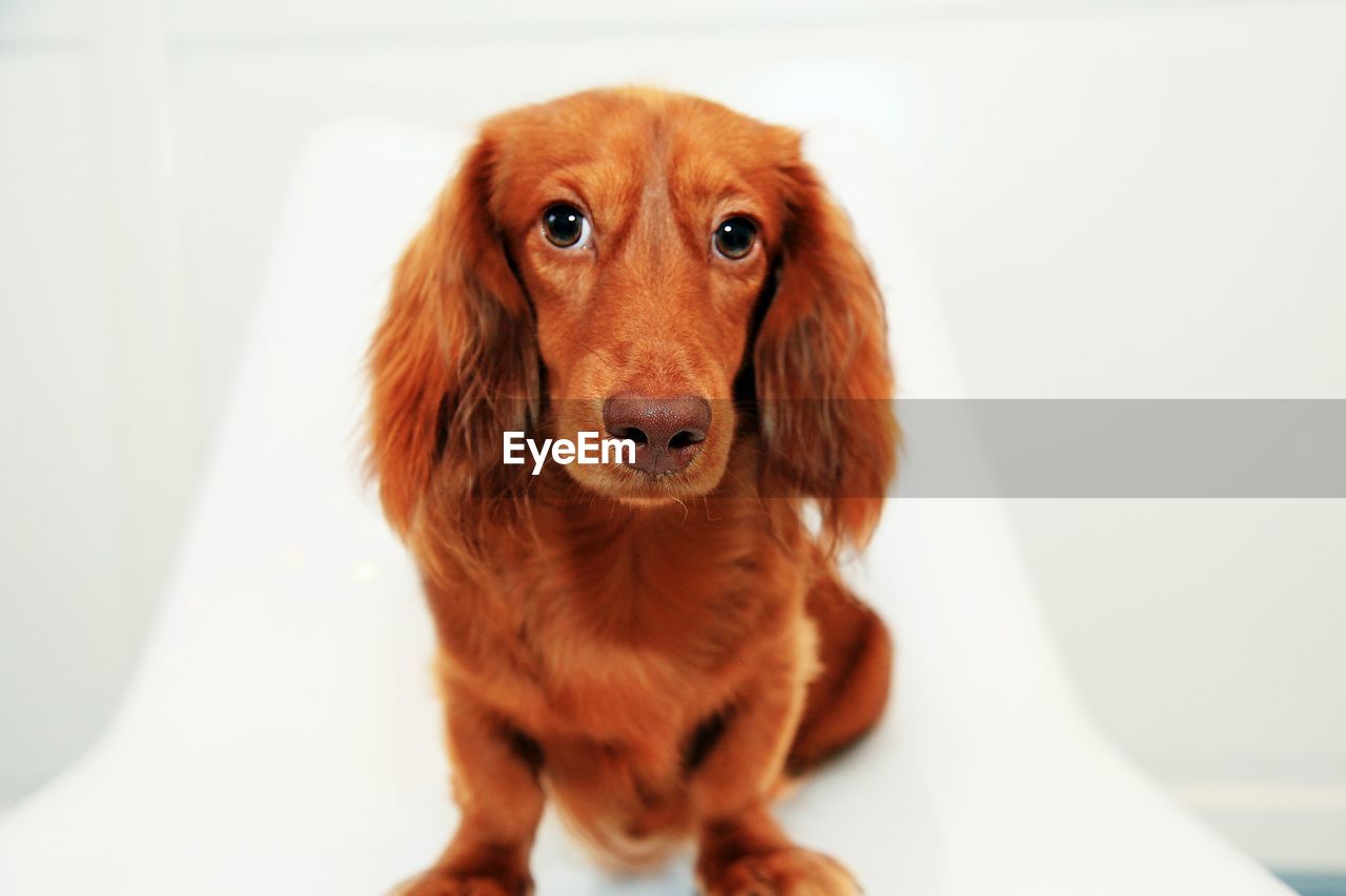 Close-up of dachshund sitting against white background