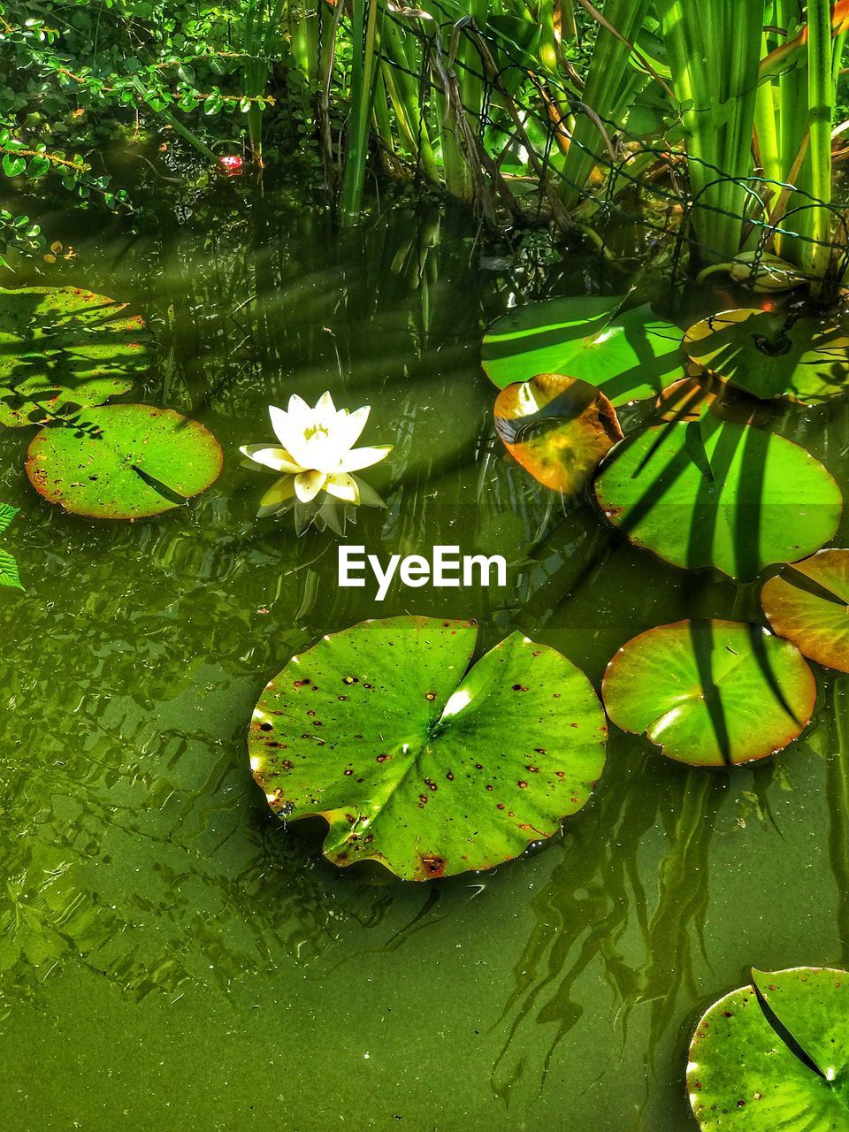 HIGH ANGLE VIEW OF WATER LILY ON LEAVES FLOATING ON LAKE