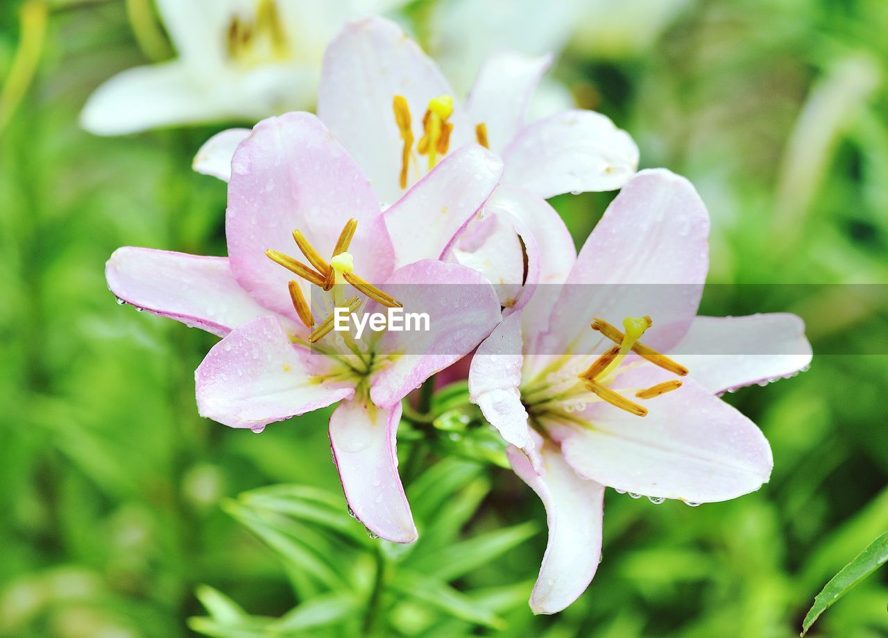 CLOSE-UP OF PINK FLOWER