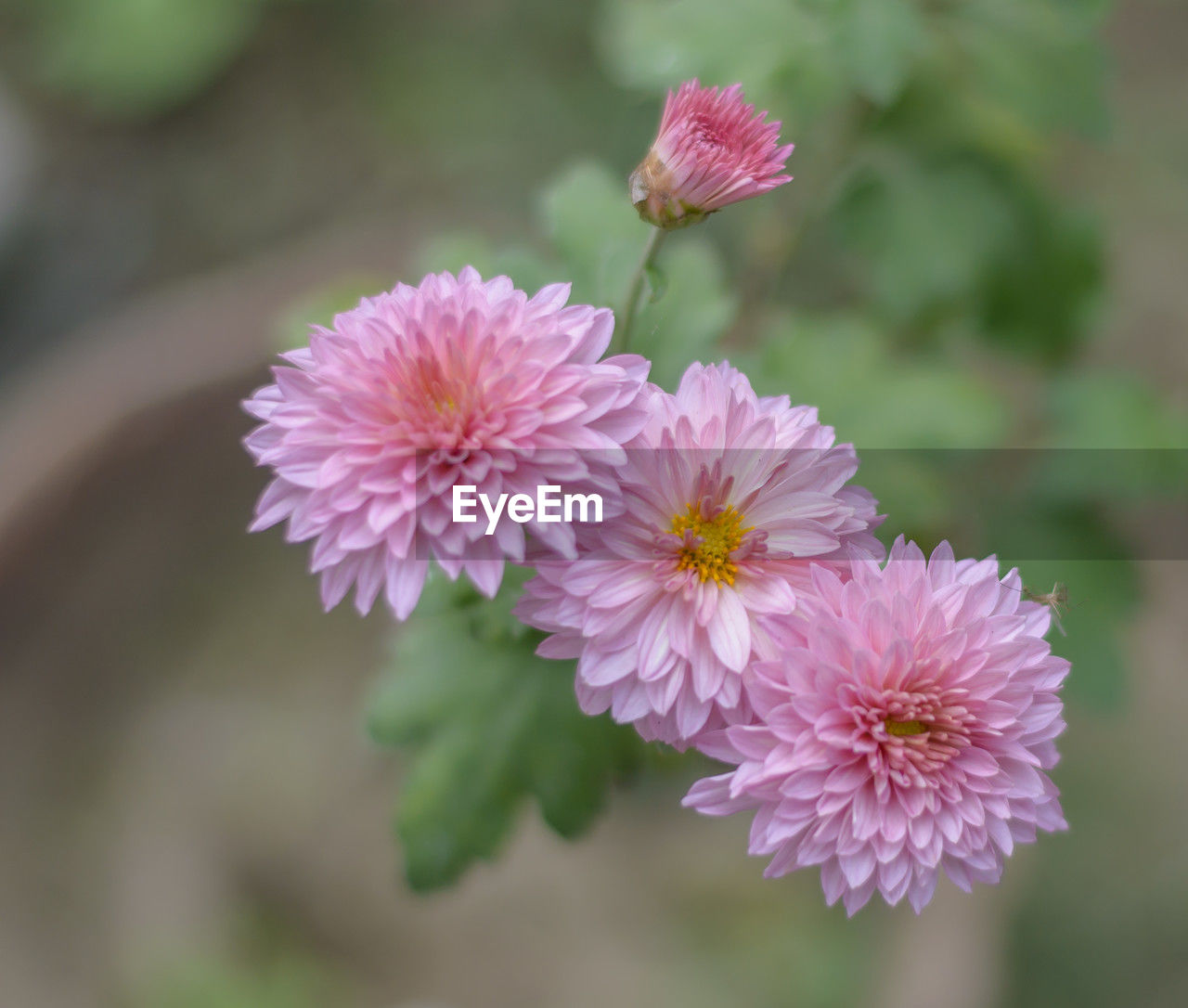 flower, flowering plant, plant, freshness, beauty in nature, pink, fragility, close-up, flower head, petal, inflorescence, nature, growth, focus on foreground, blossom, no people, macro photography, wildflower, outdoors, purple, day, botany, springtime, selective focus, produce