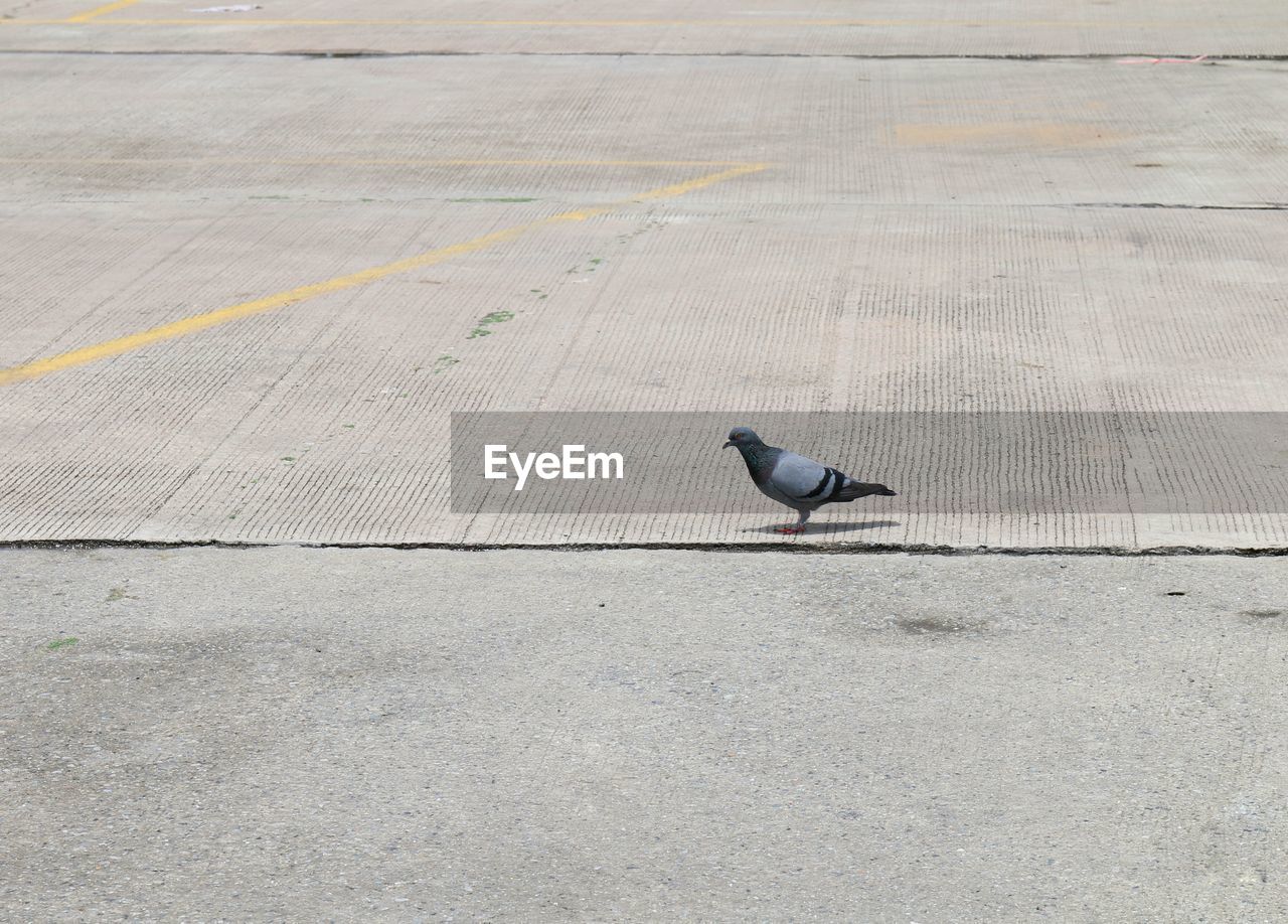 BIRD PERCHING ON A FOOTPATH