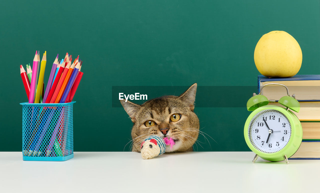 Adult straight scottish gray cat sits on the background of a green school board. back to school