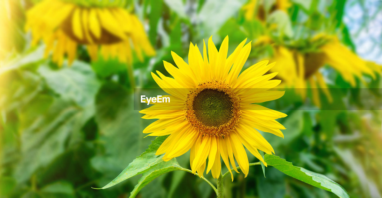 CLOSE-UP OF YELLOW FLOWER