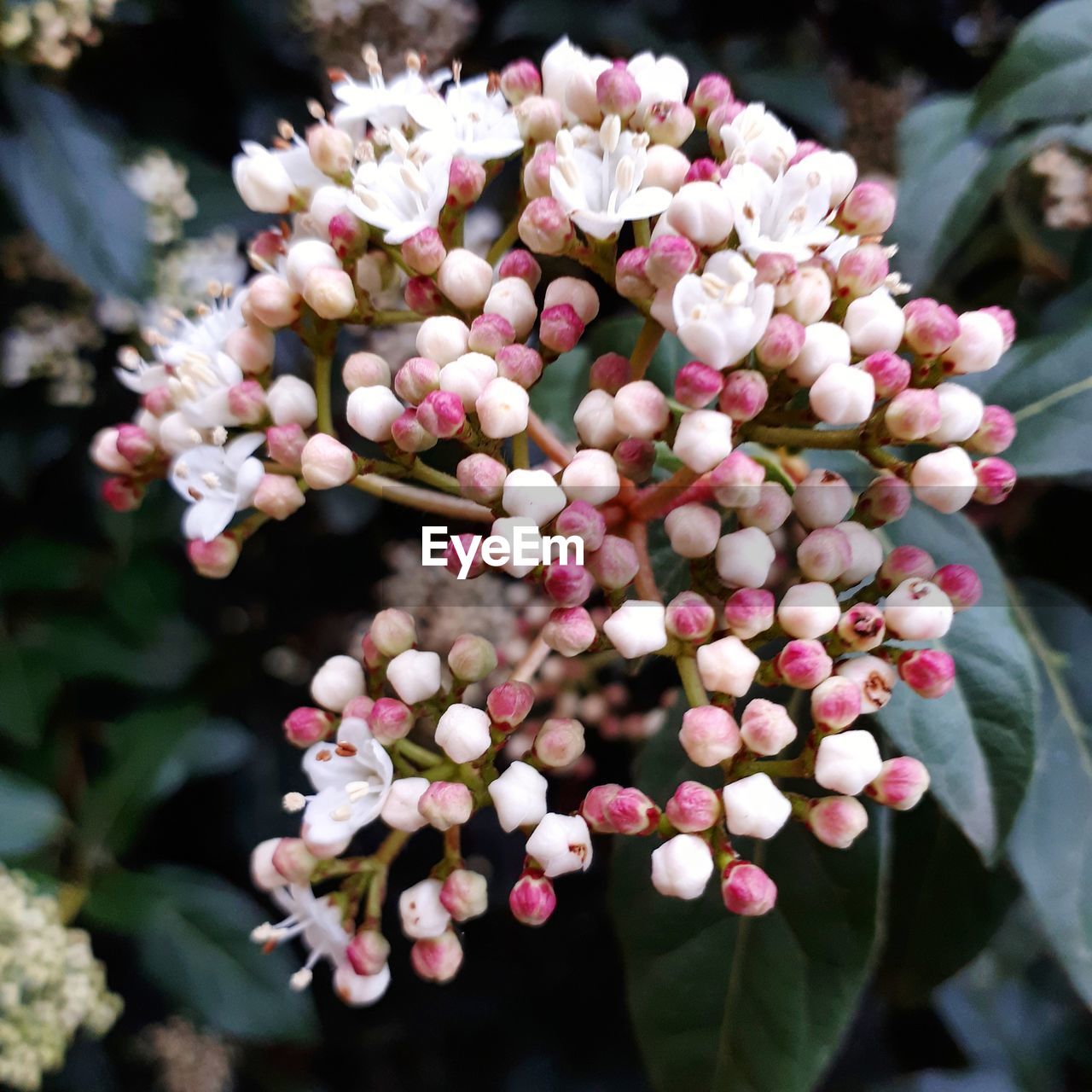 CLOSE-UP OF FLOWERS GROWING OUTDOORS