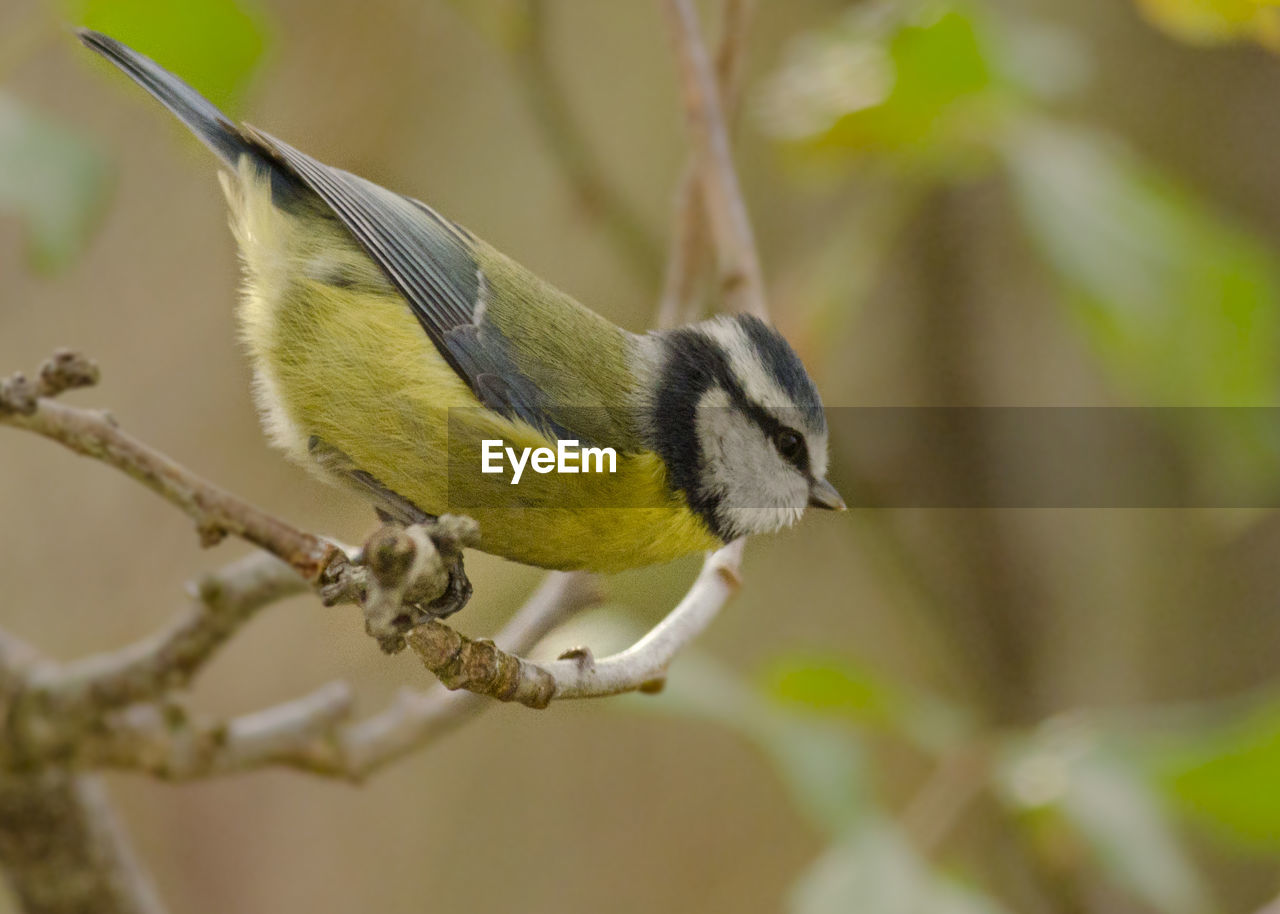 Close-up of bird perching on tree