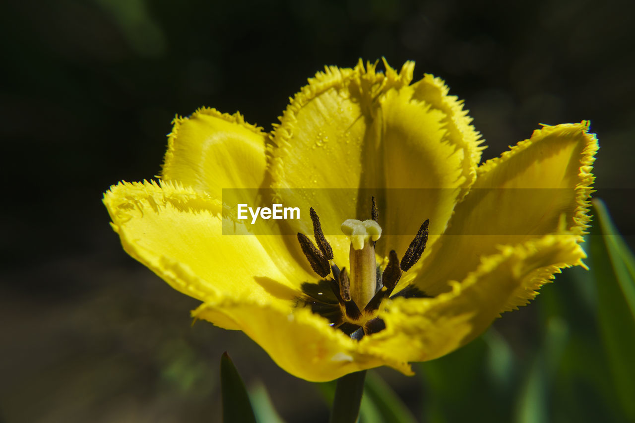 CLOSE-UP OF YELLOW FLOWERING PLANTS