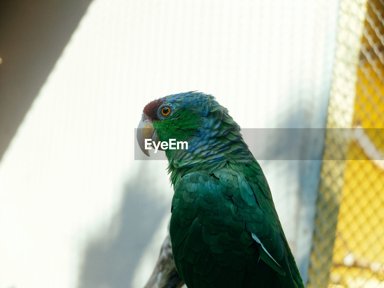 CLOSE-UP OF PARROT PERCHING ON CAGE