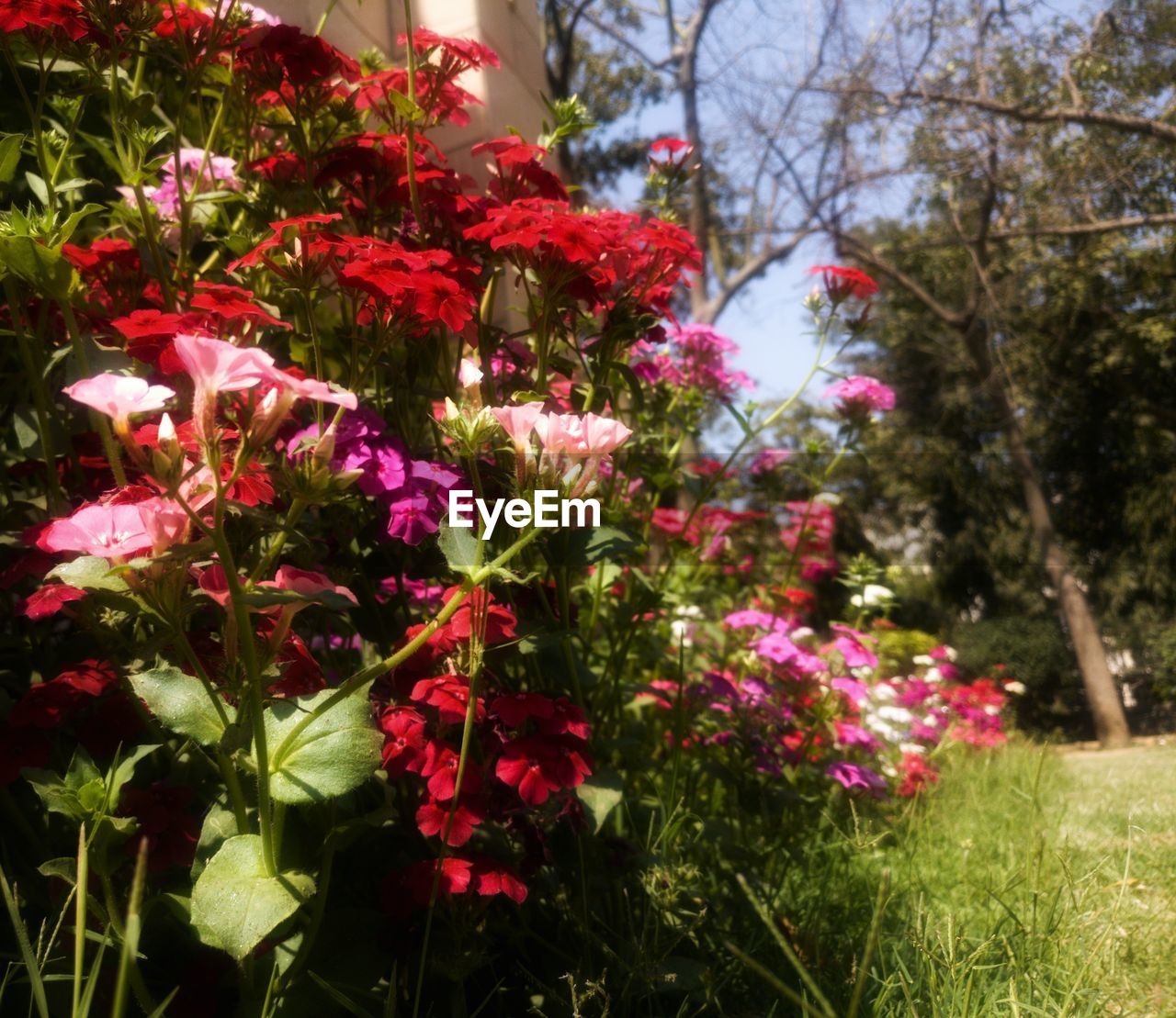 CLOSE-UP OF PINK FLOWERS AGAINST TREES