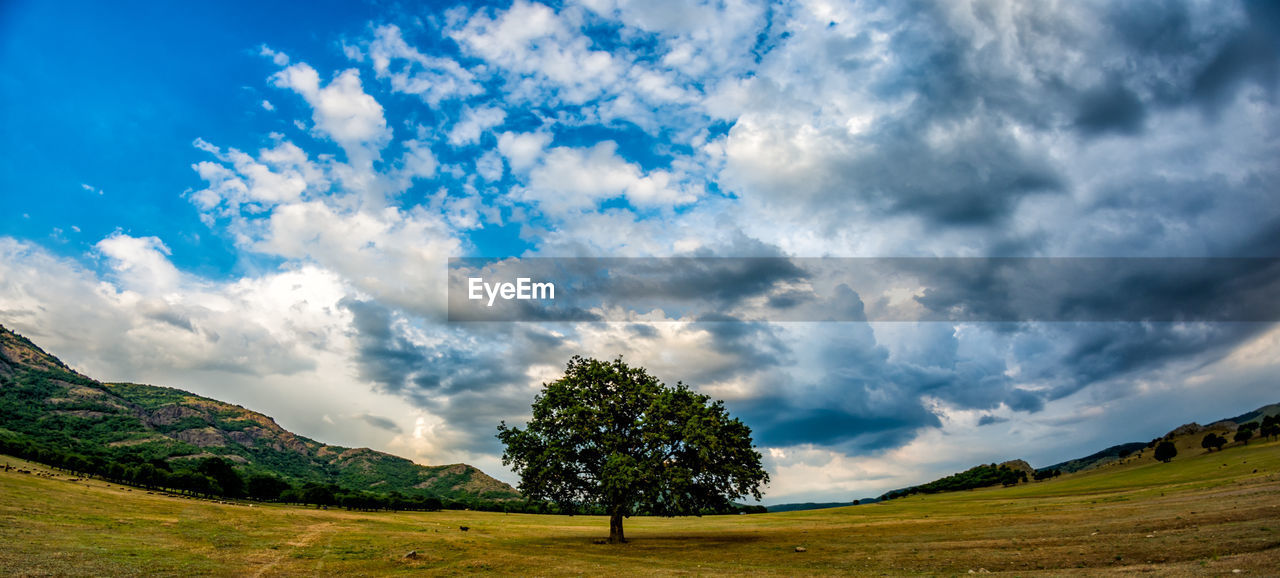 TREES ON LANDSCAPE AGAINST SKY