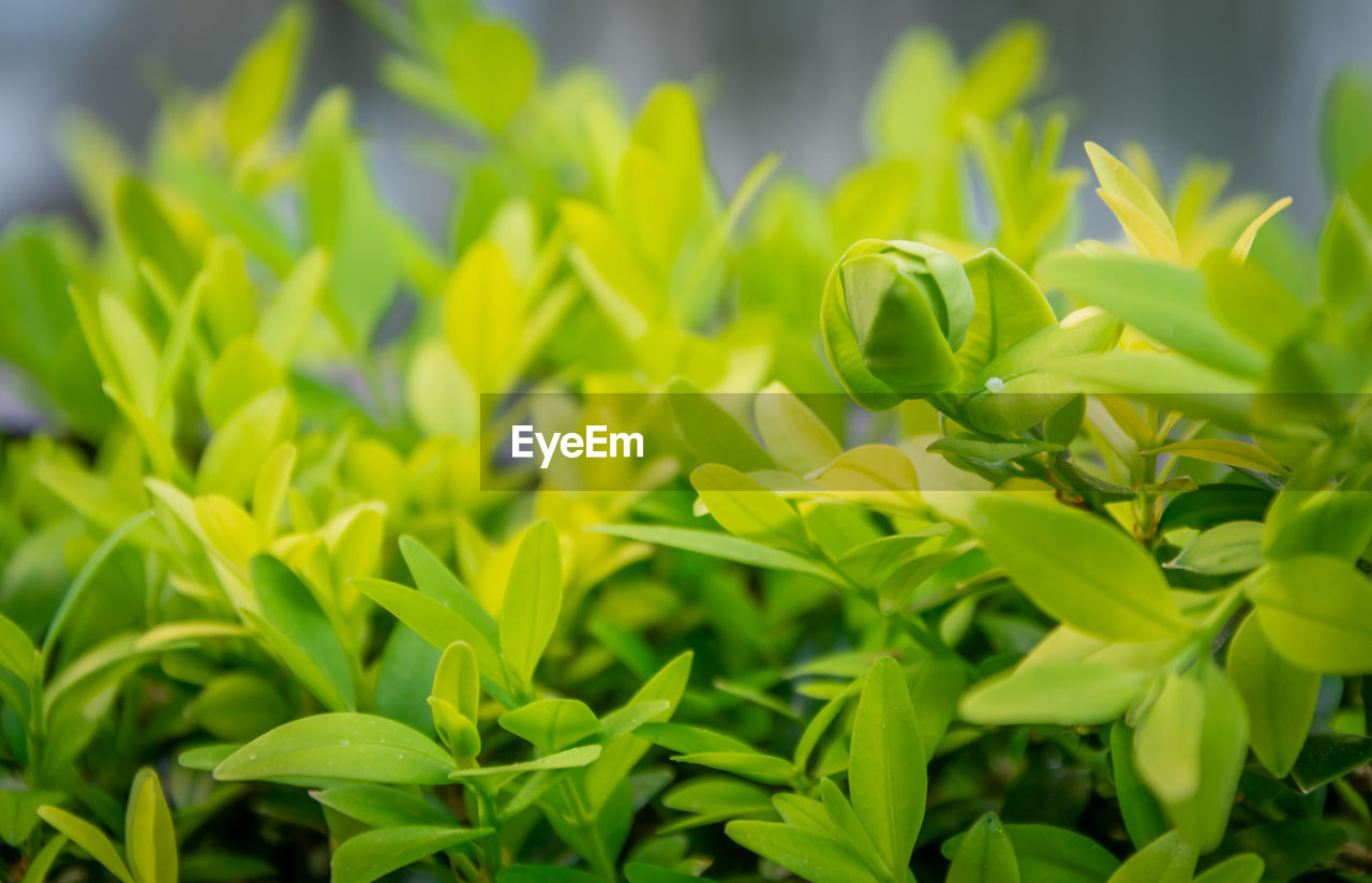 CLOSE-UP OF FRESH GREEN PLANTS
