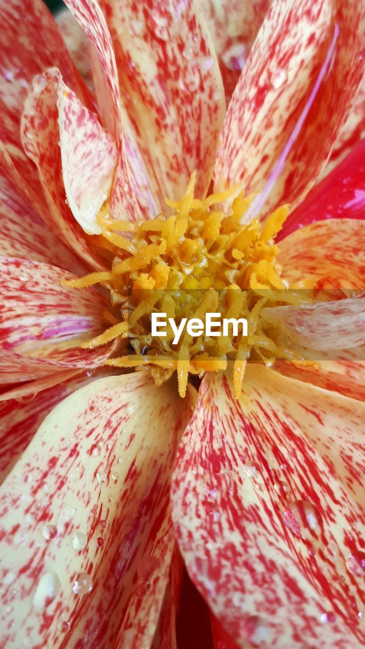 FULL FRAME SHOT OF RED ROSE FLOWER