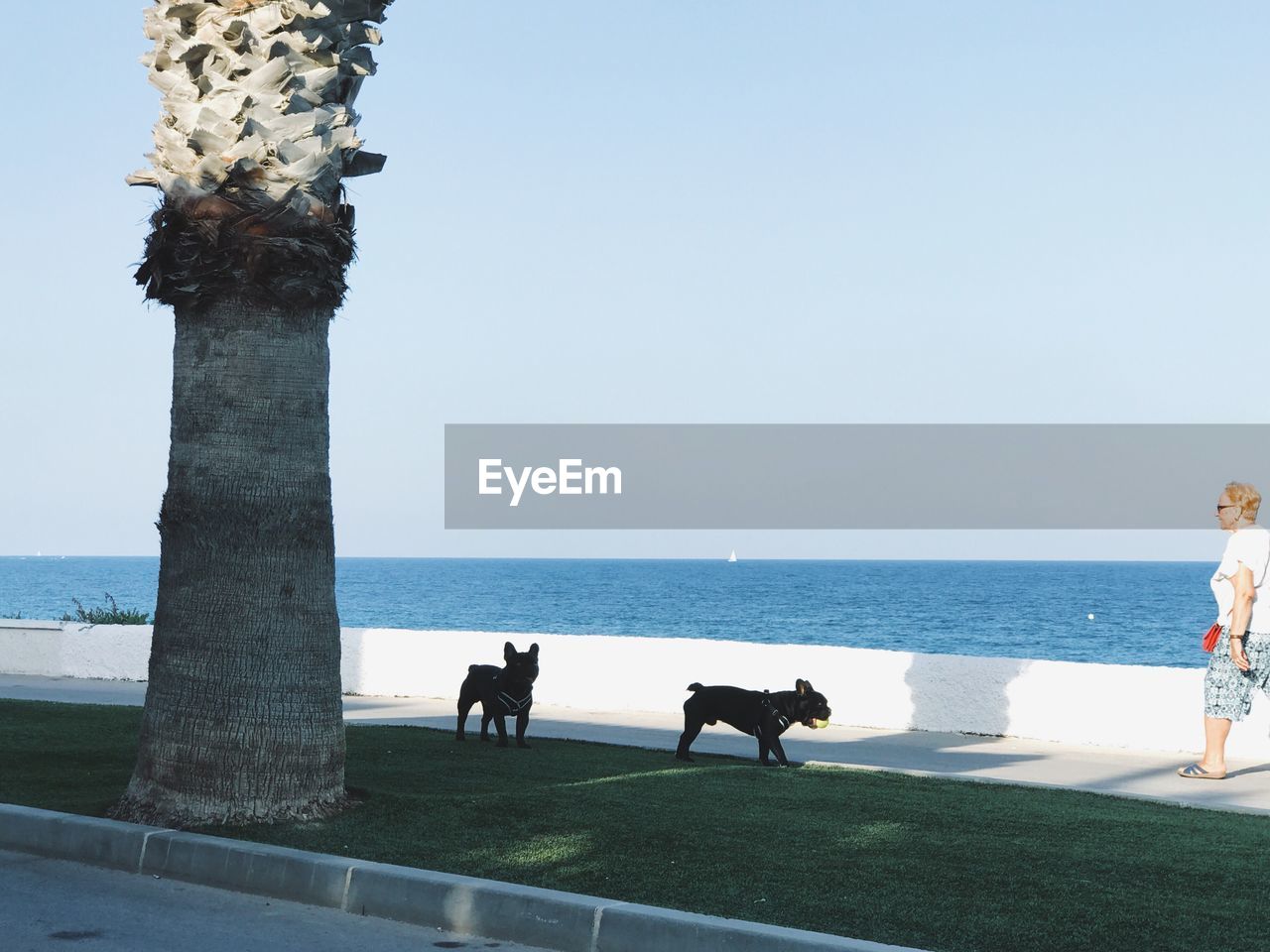 HORSES ON SEA SHORE AGAINST CLEAR SKY