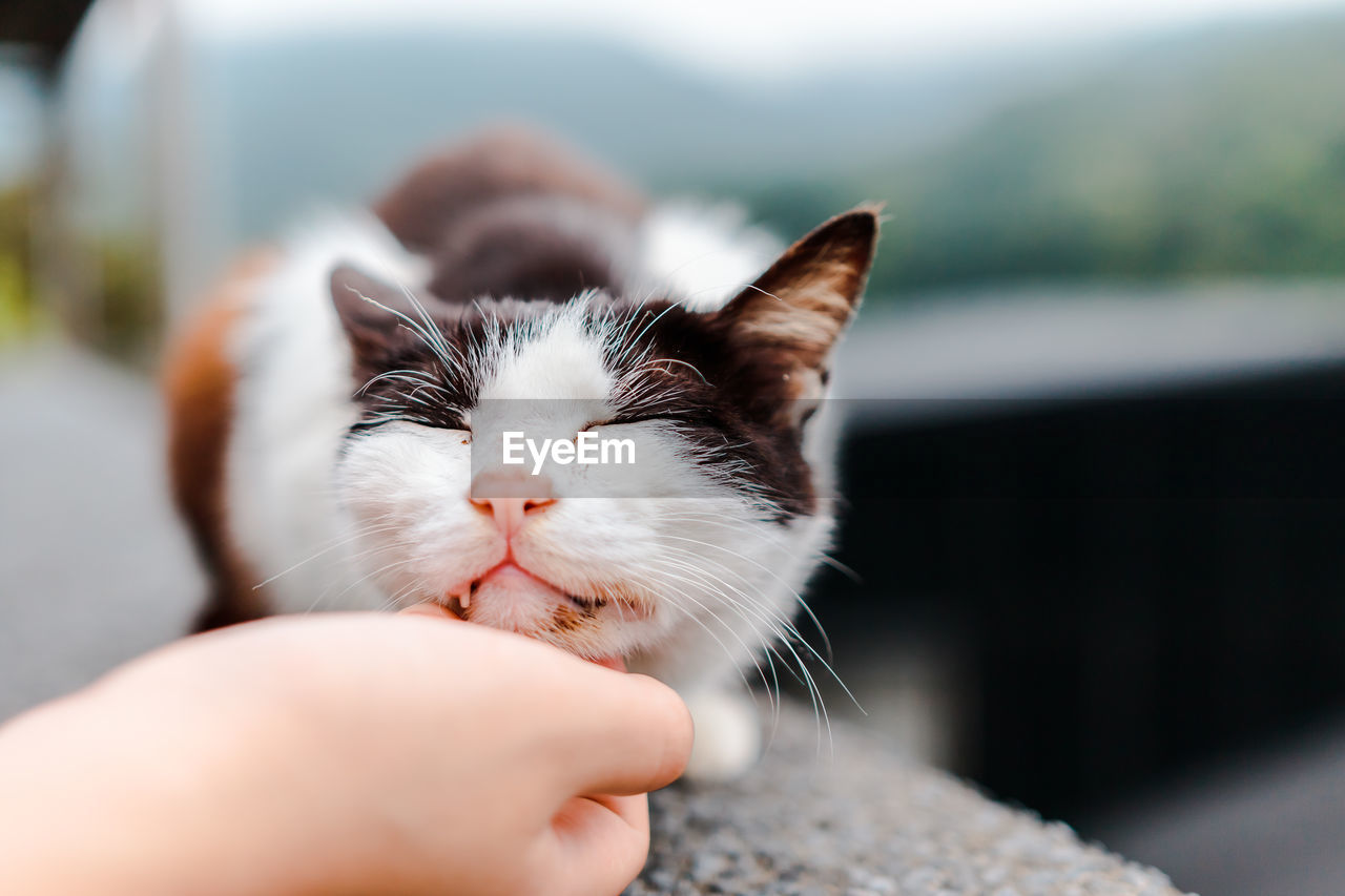 CLOSE-UP OF HAND HOLDING CAT WITH EYES