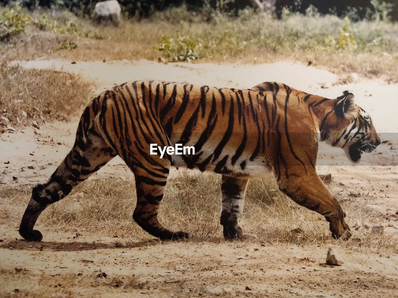 Tiger spotted in the forest