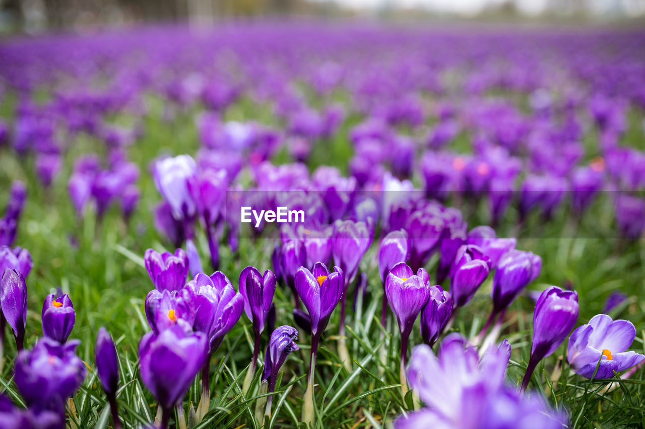 Close-up of purple crocus flowers on field
