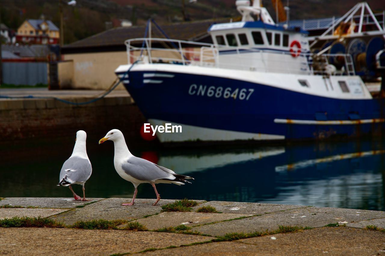BIRDS PERCHING ON BOAT