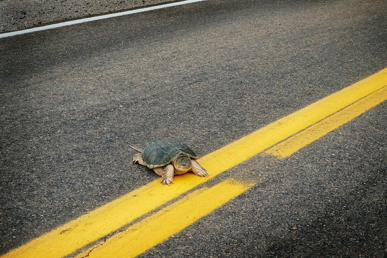High angle view of turtle on street