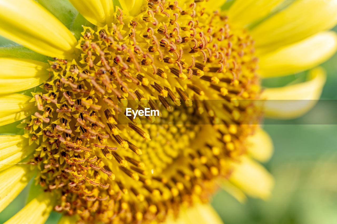 Close-up of yellow flowering plant