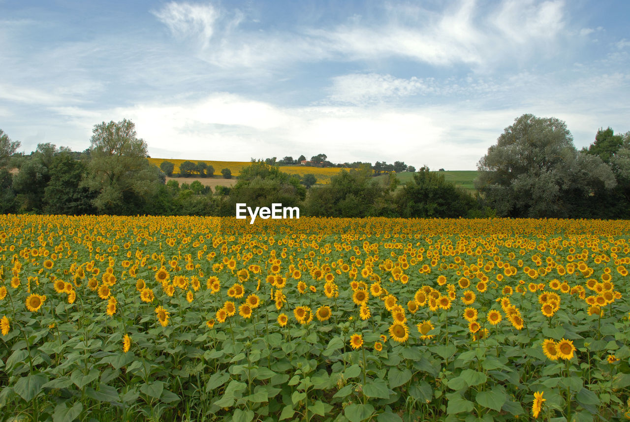 Sunflowers on field against sky