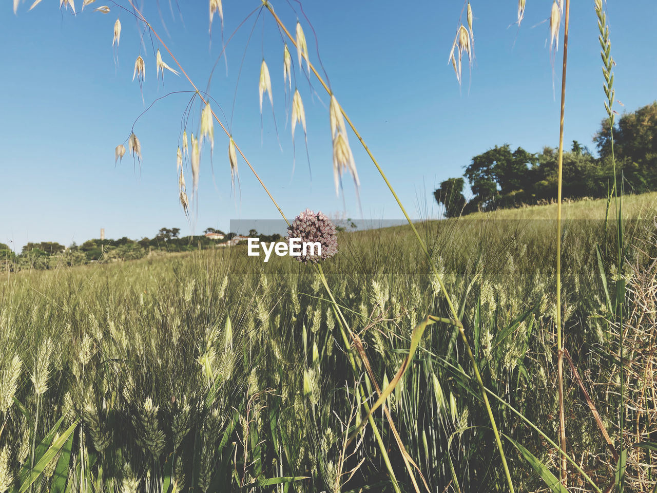 plant, sky, crop, field, landscape, agriculture, land, cereal plant, rural scene, food, growth, nature, food grain, grass, wheat, environment, cereal, corn, farm, prairie, no people, blue, rye, beauty in nature, day, tranquility, food and drink, triticale, rural area, scenics - nature, outdoors, barley, clear sky, tranquil scene, emmer, cloud, hordeum, meadow, sunlight, grassland, summer
