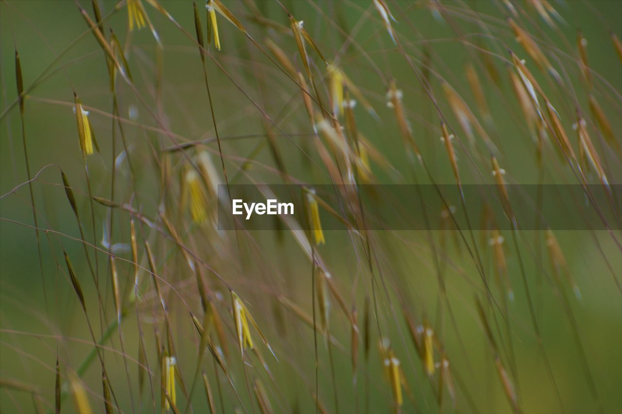 FULL FRAME SHOT OF WHEAT FIELD