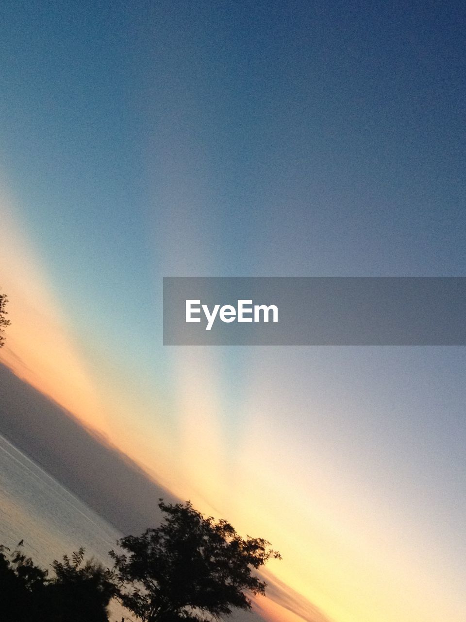 LOW ANGLE VIEW OF TREES AT SUNSET