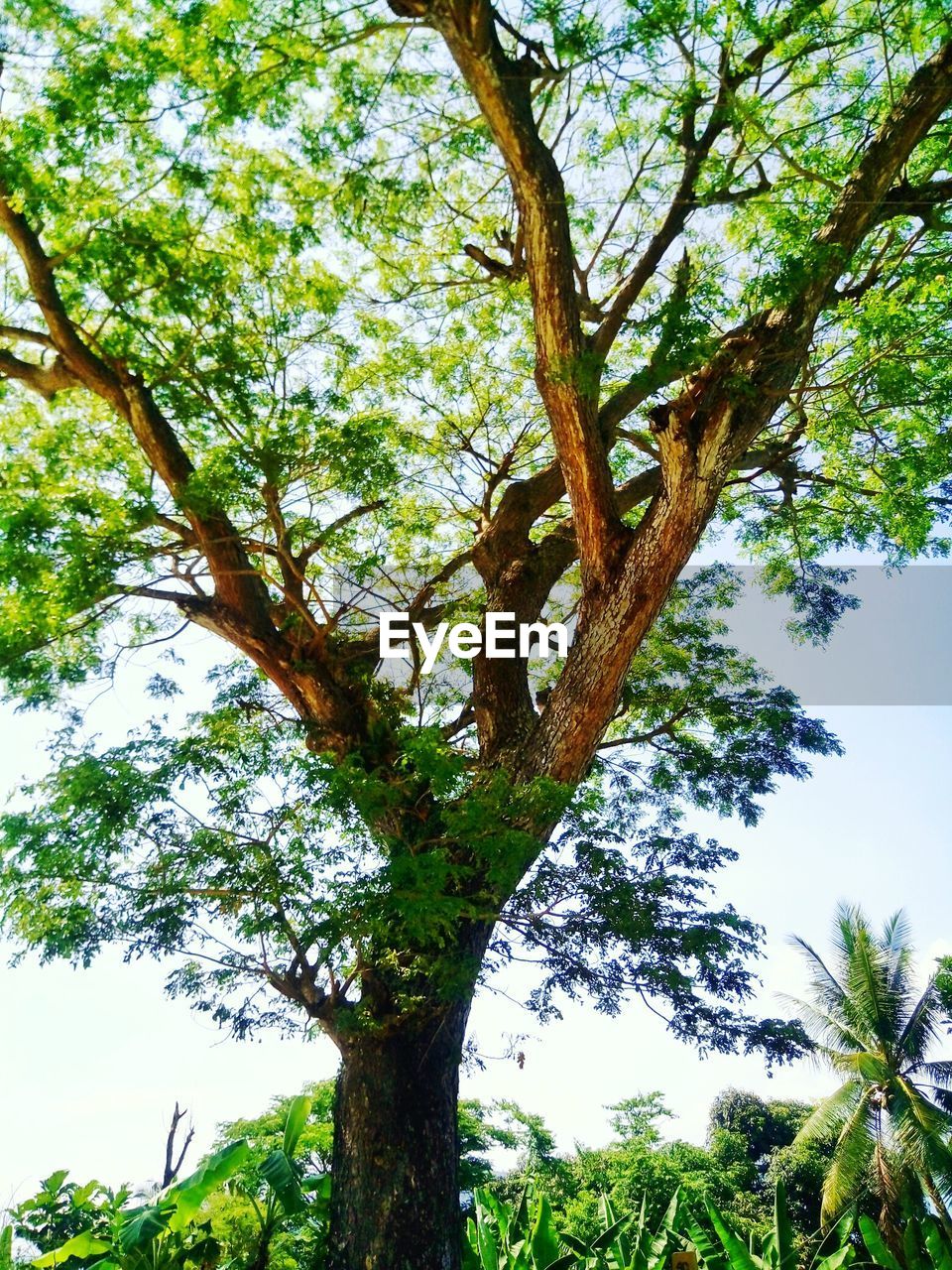 LOW ANGLE VIEW OF TREES IN FOREST